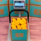 ataulfo-mango2-1.webp